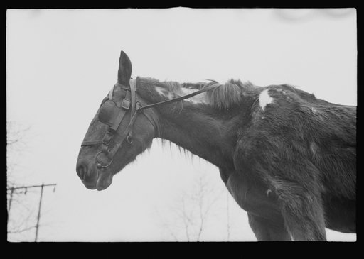 Neglected horse owned by rehabilitation client, Jackson County, Ohio