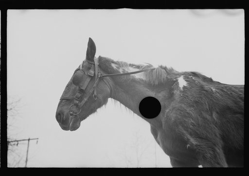 Untitled photo, possibly related to: Neglected horse owned by rehabilitation client, Jackson County, Ohio