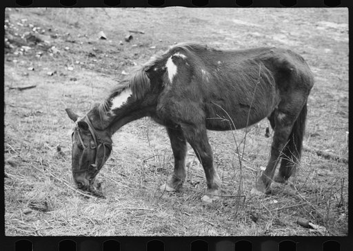 Neglected horse owned by rehabilitation client, Jackson County, Ohio