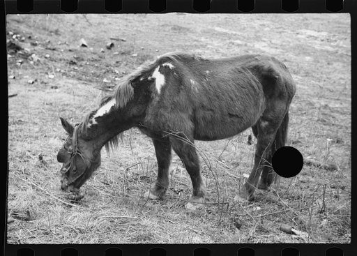 Untitled photo, possibly related to: Neglected horse owned by rehabilitation client, Jackson County, Ohio