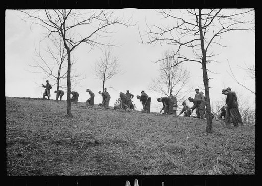 Planting trees at Zaleski Forest Project, Vinton County, Ohio