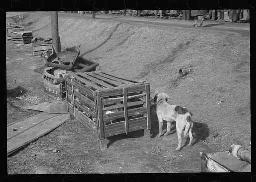 Poultry saved from the flood in the camp of Forrest City, Arkansas