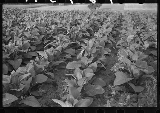 Tobacco near Windsor Locks, Connecticut
