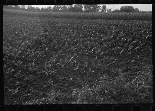 Untitled photo, possibly related to: Tobacco near Windsor Locks, Connecticut