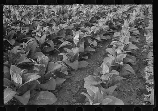 Untitled photo, possibly related to: Tobacco field, Windsor Locks, Connecticut