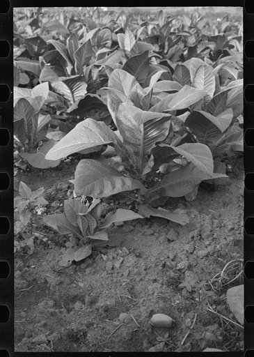 Untitled photo, possibly related to: Tobacco field, Windsor Locks, Connecticut