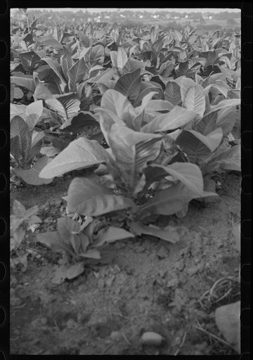 Untitled photo, possibly related to: Tobacco field, Windsor Locks, Connecticut