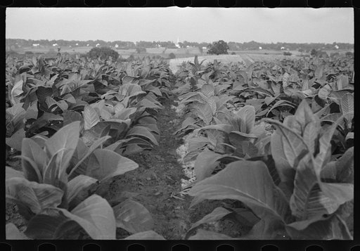 Tobacco field, Windsor Locks, Connecticut