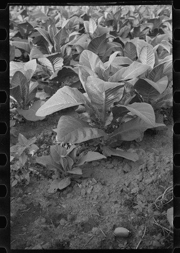 Untitled photo, possibly related to: Tobacco field, Windsor Locks, Connecticut