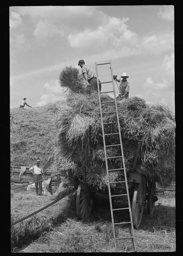 Threshing, Brookeville, Maryland