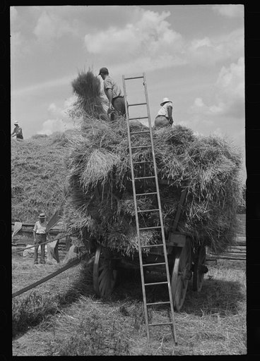 Untitled photo, possibly related to: Threshing, Brookeville, Maryland