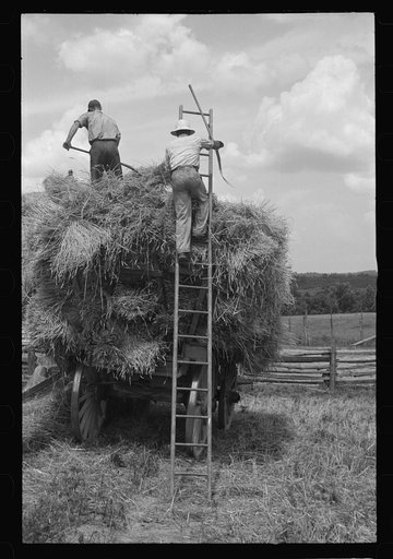 Untitled photo, possibly related to: Threshing, Brookeville, Maryland