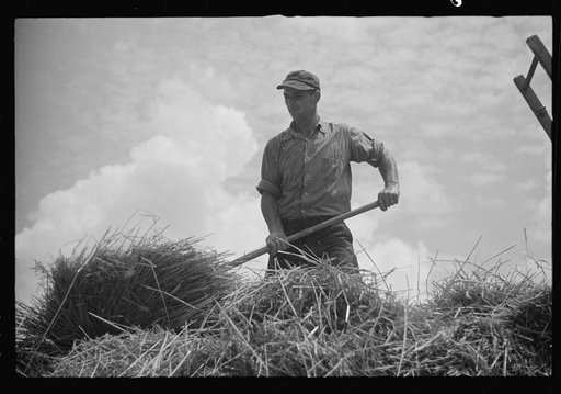 Untitled photo, possibly related to: Brookeville, Maryland. Baling hay