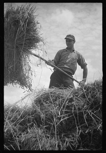 Brookeville, Maryland. Baling hay