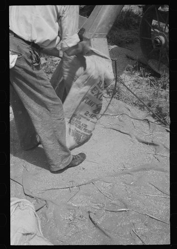 Untitled photo, possibly related to: Sacking oats, Brookeville, Maryland