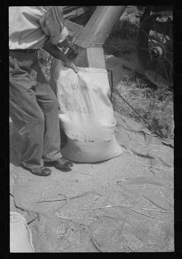 Untitled photo, possibly related to: Sacking oats, Brookeville, Maryland