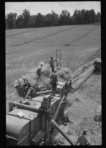 Threshing oats, Brookeville, Maryland