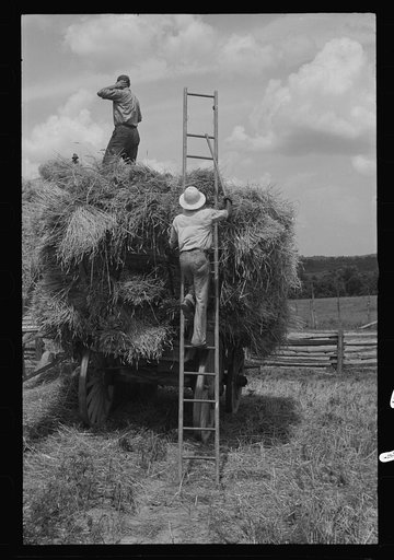 Untitled photo, possibly related to: Threshing and baling, Brookeville, Maryland