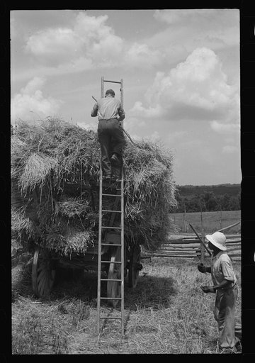 Untitled photo, possibly related to: Threshing and baling, Brookeville, Maryland