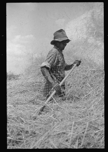 Threshing oats, Brookeville, Maryland