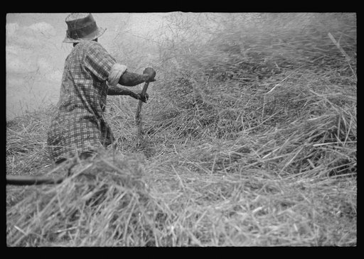 Untitled photo, possibly related to: Threshing oats, Brookeville, Maryland