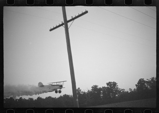 Untitled photo, possibly related to: "Duster" (plane spraying insecticide) over a field of beans. The mechanic in the foreground indicates the outside limit of the last "swath" which has settled by the time the plane returns. Note how low the plane flies. Bean fields like this, hundreds of acres in 