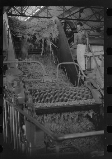 Sugar crusher in action in a refinery near Ponce, Puerto Rico