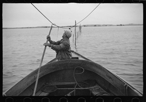 Aboard a trap fishing boat poling out. The trap boat is poled out of the trap by hand. The engine is not started until the propeller is clear of any danger of fouling the net. Provincetown, Massachusetts