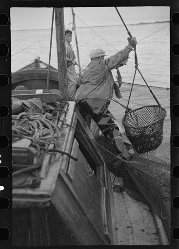 Aboard a trap fishing boat. Dipping fish aboard. See caption 5067-M1. Provincetown, Massachusetts