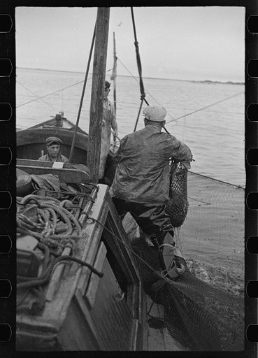 Untitled photo, possibly related to: Aboard a trap fishing boat. Dipping fish aboard. See caption 5067-M1. Provincetown, Massachusetts