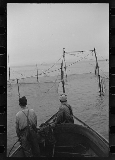 Aboard a trap fishing boat. Approaching the trap or "weir" at five o'clock in the morning. The trap consists of a large circle of net with a long funnel-like entrance set in to the tide stream. Fish which always swim with the tide, must be collected before tide turns. Provincetown, Massachusetts