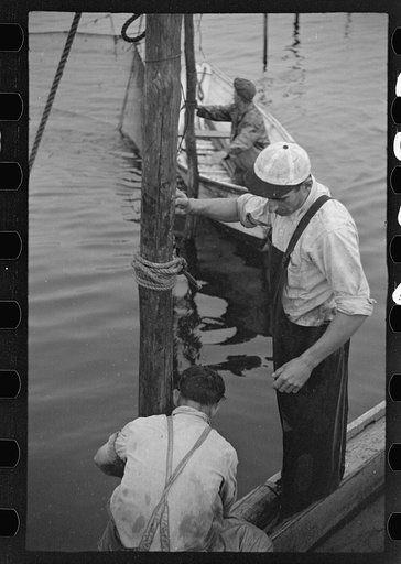 Aboard a trap fishing boat. Closing the trap. The boat actually enters the circle of the trap and closes its entrance before pulling in the net. Provincetown, Massachusetts
