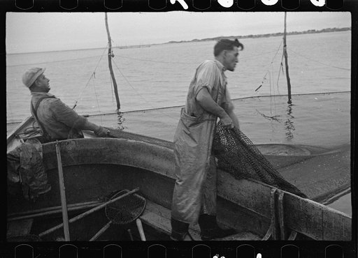 Untitled photo, possibly related to: Aboard a trap fishing boat. Dipping fish aboard. See caption 5067-M1. Provincetown, Massachusetts