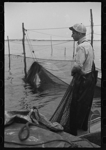 Untitled photo, possibly related to: Aboard a trap fishing boat. Dipping fish aboard. See caption 5067-M1. Provincetown, Massachusetts