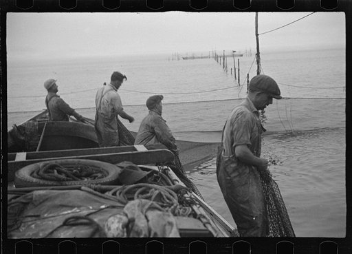 Untitled photo, possibly related to: Aboard a trap fishing boat. Dipping fish aboard. See caption 5067-M1. Provincetown, Massachusetts