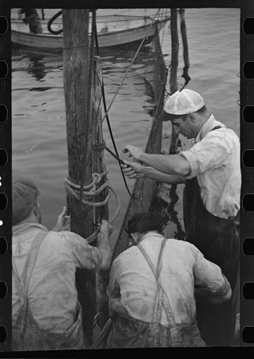 Untitled photo, possibly related to: Aboard a trap fishing boat. Dipping fish aboard. See caption 5067-M1. Provincetown, Massachusetts