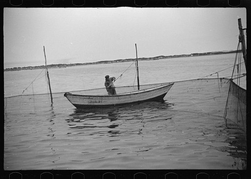 Aboard a trap fishing boat. Fishermen in the dory which is towed out behind the motor driven boat disengage net supports in preparation for pulling the net into the boat. Provincetown, Massachusetts