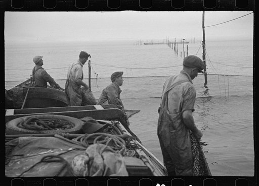 Aboard a trap fishing boat, pulling the net into the boat. The trap, which is nothing but a gigantic net, is pulled into the boat on one side and thrown overboard on the other until finally a small pocket is made where fish mill around by the thousands. Sometimes several big tuna, locally called hor