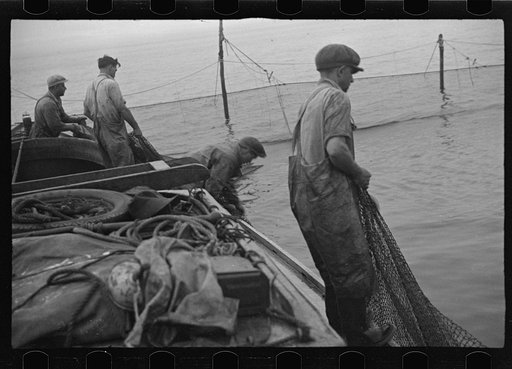 Untitled photo, possibly related to: Aboard a trap fishing boat, pulling the net into the boat. The trap, which is nothing but a gigantic net, is pulled into the boat on one side and thrown overboard on the other until finally a small pocket is made where fish mill around by the thousands. Sometimes