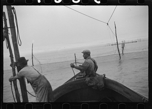 Untitled photo, possibly related to: Aboard a trap fishing boat, pulling the net into the boat. The trap, which is nothing but a gigantic net, is pulled into the boat on one side and thrown overboard on the other until finally a small pocket is made where fish mill around by the thousands. Sometimes