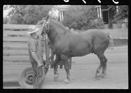 Percheron stallion brought to mare for mating, on farm near Pine Grove Mills, Pennsylvania