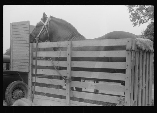 Untitled photo, possibly related to: Percheron stallion brought to mare for mating, on farm near Pine Grove Mills, Pennsylvania