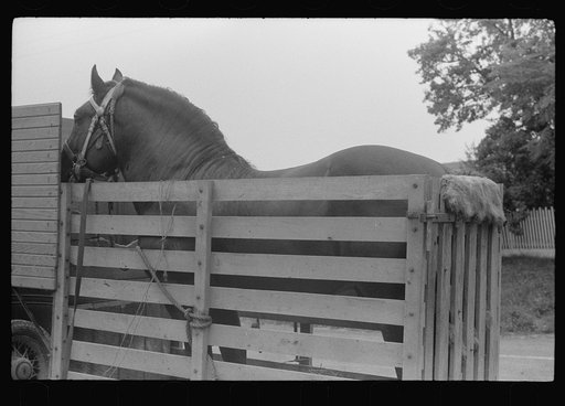 Untitled photo, possibly related to: Percheron stallion brought to mare for mating, on farm near Pine Grove Mills, Pennsylvania