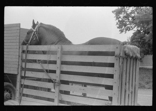 Percheron stallion brought to mare for mating, on farm near Pine Grove Mills, Pennsylvania