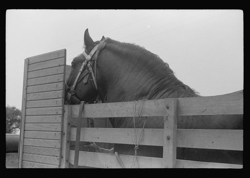 Percheron stallion brought to mare for mating, on farm near Pine Grove Mills, Pennsylvania