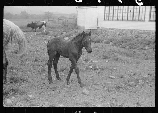 Untitled photo, possibly related to: Percheron stallion brought to mare for mating, on farm near Pine Grove Mills, Pennsylvania
