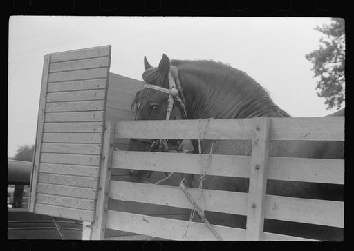 Untitled photo, possibly related to: Percheron stallion brought to mare for mating, on farm near Pine Grove Mills, Pennsylvania