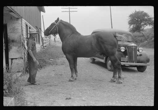 Untitled photo, possibly related to: Percheron stallion brought to mare for mating, on farm near Pine Grove Mills, Pennsylvania