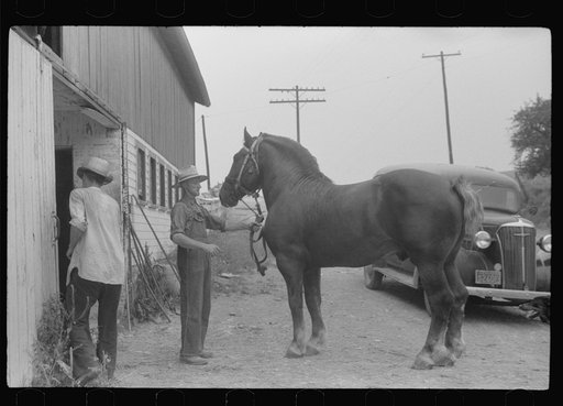 Percheron stallion brought to mare for mating, on farm near Pine Grove Mills, Pennsylvania