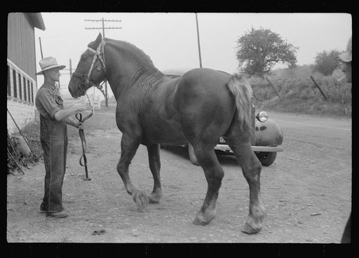 Untitled photo, possibly related to: Percheron stallion brought to mare for mating, on farm near Pine Grove Mills, Pennsylvania